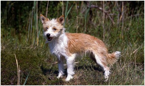 Portuguese Podengo Dog Breed & Adoption Information